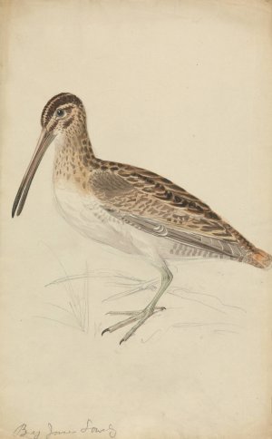 A Snipe by James Sowerby Oil Painting
