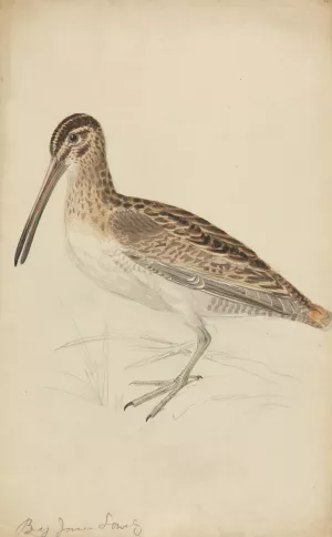 A Snipe by James Sowerby Oil Painting