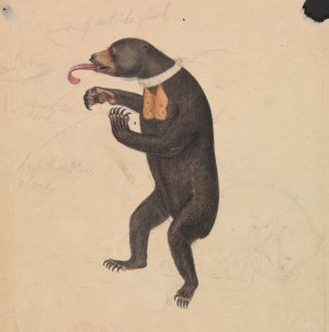 A Sun-Bear by James Sowerby Oil Painting