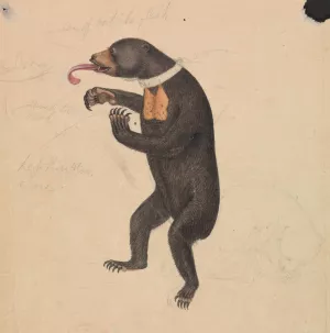 A Sun-Bear by James Sowerby Oil Painting