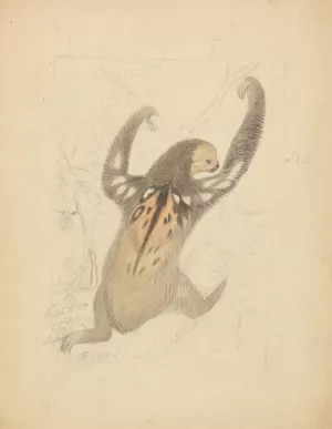 A Three-fingered Sloth by James Sowerby Oil Painting
