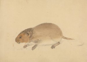 A Vole by James Sowerby Oil Painting