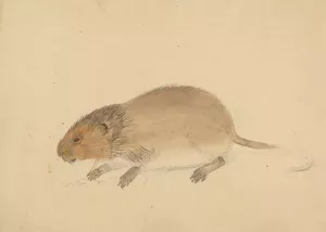 A Vole by James Sowerby Oil Painting