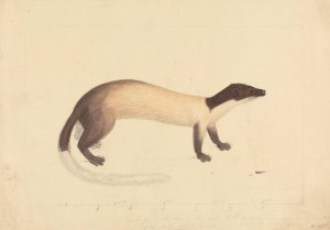 A Weasel by James Sowerby Oil Painting