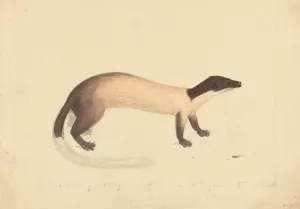 A Weasel by James Sowerby Oil Painting