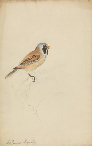 Bearded Titmouse by James Sowerby Oil Painting