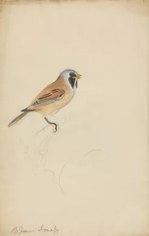 Bearded Titmouse by James Sowerby Oil Painting