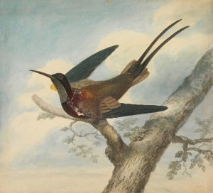 Bird of Paradise by James Sowerby Oil Painting