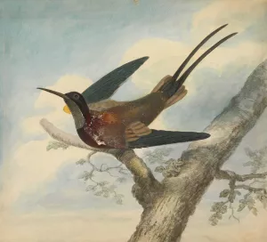 Bird of Paradise by James Sowerby Oil Painting