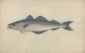 Coal Fish by James Sowerby Oil Painting