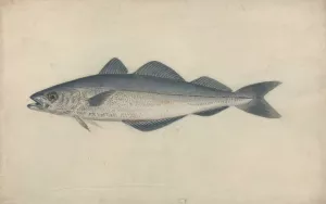 Coal Fish by James Sowerby Oil Painting