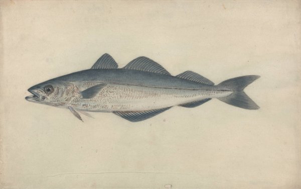 Coal Fish by James Sowerby - Hand-Painted Oil Painting Reproduction