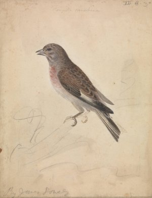 Common Linnet by James Sowerby Oil Painting