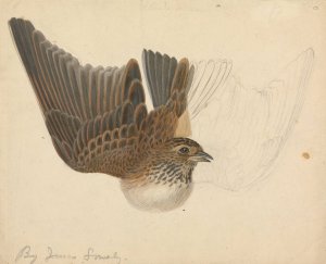 Eurasian Skylark by James Sowerby Oil Painting