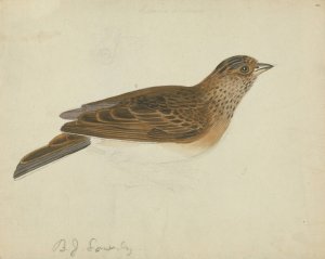 Eurasian Skylark by James Sowerby Oil Painting