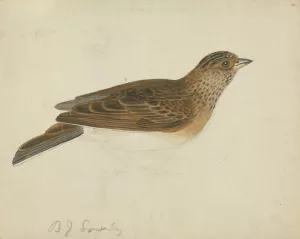 Eurasian Skylark by James Sowerby Oil Painting