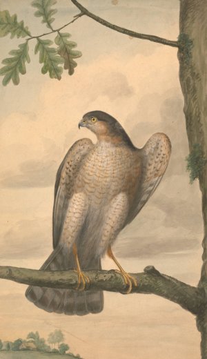 Eurasian Sparrowhawk by James Sowerby Oil Painting