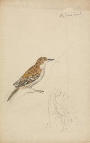 Eurasian Treecreeper by James Sowerby Oil Painting