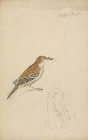 Eurasian Treecreeper Oil painting by James Sowerby