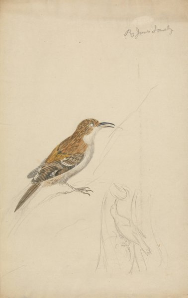 Eurasian Treecreeper by James Sowerby - Hand-Painted Oil Painting Reproduction