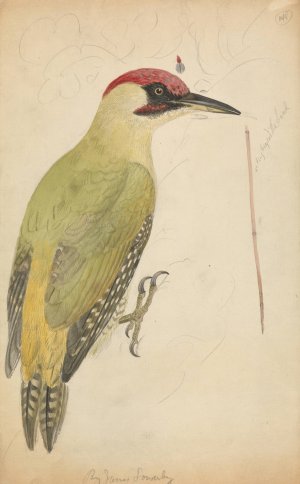 European Green Woodpecker by James Sowerby Oil Painting
