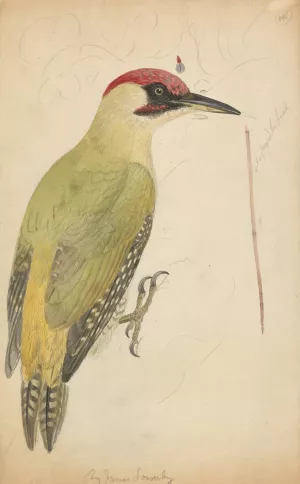 European Green Woodpecker by James Sowerby Oil Painting
