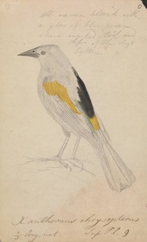 Golden-Winged Cacique by James Sowerby Oil Painting