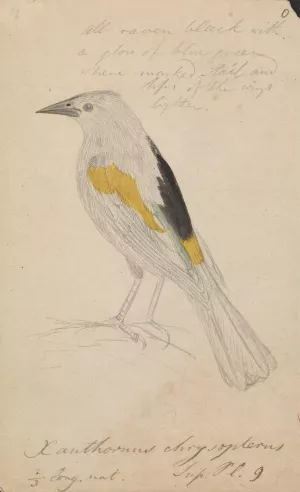 Golden-Winged Cacique by James Sowerby Oil Painting