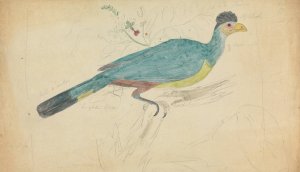 Great Blue Turaco by James Sowerby Oil Painting