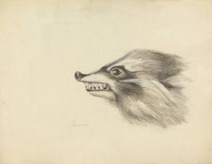 Head of a Racoon by James Sowerby Oil Painting
