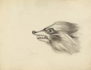 Head of a Racoon by James Sowerby Oil Painting