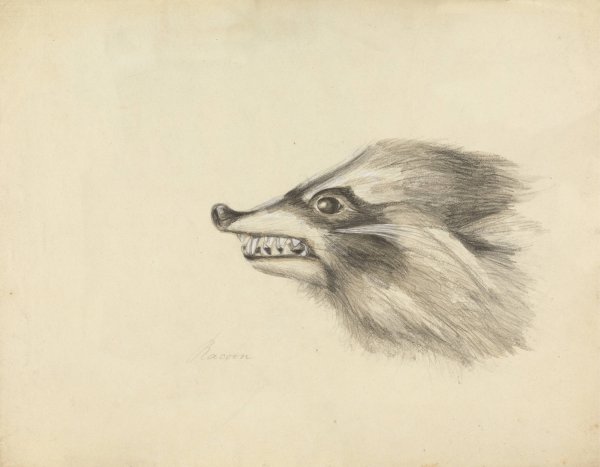 Head of a Racoon by James Sowerby - Hand-Painted Oil Painting Reproduction
