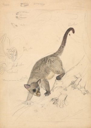 Kinkajou by James Sowerby Oil Painting