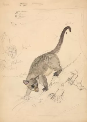 Kinkajou by James Sowerby Oil Painting