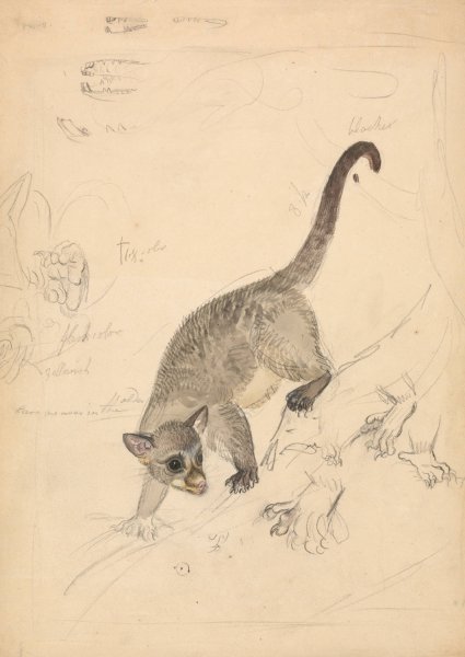 Kinkajou by James Sowerby - Hand-Painted Oil Painting Reproduction