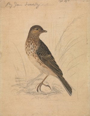 Meadow Pipit by James Sowerby Oil Painting