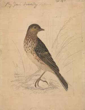 Meadow Pipit Oil painting by James Sowerby