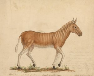 Quagga Zebra by James Sowerby Oil Painting