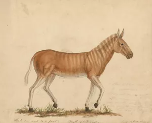 Quagga Zebra by James Sowerby Oil Painting