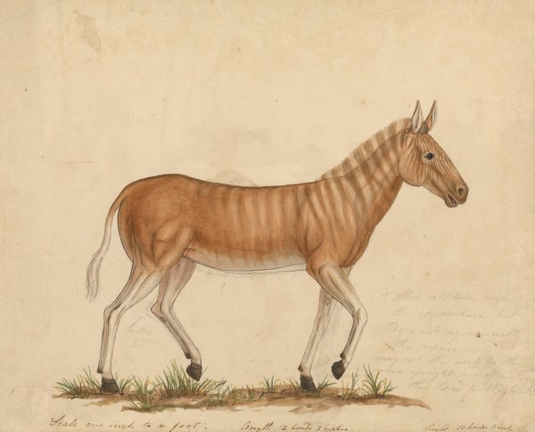 Quagga Zebra by James Sowerby - Hand-Painted Oil Painting Reproduction