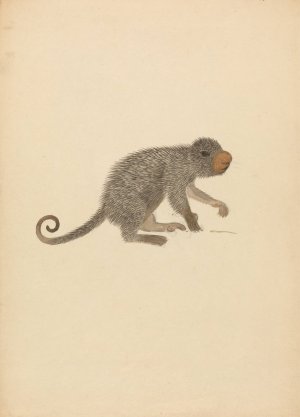 South American Porcupine by James Sowerby Oil Painting