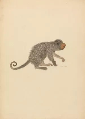 South American Porcupine by James Sowerby Oil Painting