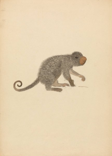 South American Porcupine by James Sowerby - Hand-Painted Oil Painting Reproduction