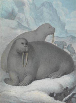 Tusked Walruses by James Sowerby Oil Painting