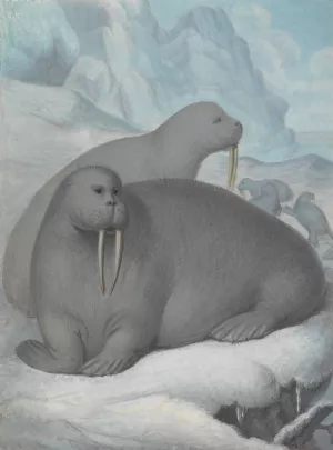 Tusked Walruses by James Sowerby Oil Painting