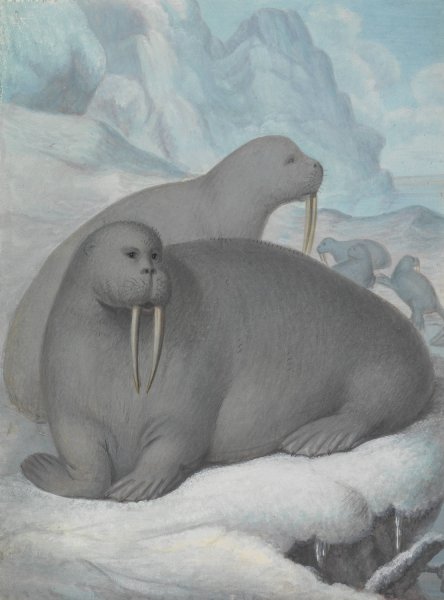 Tusked Walruses by James Sowerby - Hand-Painted Oil Painting Reproduction