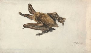 A Brown long-eared bat by James Ward Oil Painting