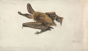 A Brown long-eared bat by James Ward Oil Painting