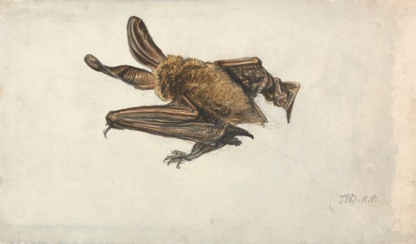 A Brown long-eared bat  by James Ward - Hand-Painted Oil Painting Reproduction