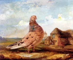 A Fancy Pigeon by James Ward - Oil Painting Reproduction